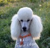 A photo of Sunridge Forever Untouchable, a white standard poodle