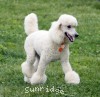 A photo of Sunridge Forever Untouchable, a white standard poodle