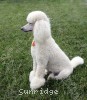 A photo of Sunridge Forever Untouchable, a white standard poodle