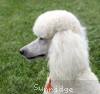 A photo of Sunridge Forever Untouchable, a white standard poodle