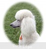 A photo of Sunridge Forever Untouchable, a white standard poodle