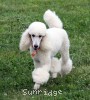 A photo of Sunridge Forever Untouchable, a white standard poodle