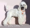 A photo of Sunridge Forever Untouchable, a white standard poodle