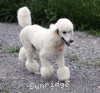 A photo of Sunridge Forever Untouchable, a white standard poodle