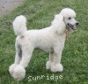 A photo of Sunridge Forever Untouchable, a white standard poodle