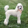 A photo of Sunridge Forever Untouchable, a white standard poodle