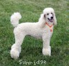 A photo of Sunridge Forever Untouchable, a white standard poodle