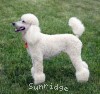 A photo of Sunridge Forever Untouchable, a white standard poodle