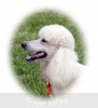 A photo of Sunridge Forever Untouchable, a white standard poodle