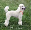 A photo of Sunridge Forever Untouchable, a white standard poodle