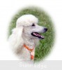 A photo of Sunridge Forever Untouchable, a white standard poodle