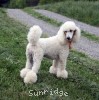 A photo of Sunridge Forever Untouchable, a white standard poodle