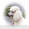 A photo of Sunridge Forever Untouchable, a white standard poodle