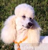 A photo of Sunridge Forever Untouchable, a white standard poodle