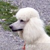 A photo of Sunridge Forever Untouchable, a white standard poodle