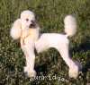 A photo of Sunridge Forever Untouchable, a white standard poodle