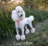 A photo of Sunridge Forever Untouchable, a white standard poodle