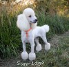 A photo of Sunridge Forever Untouchable, a white standard poodle