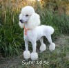 A photo of Sunridge Forever Untouchable, a white standard poodle