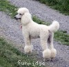 A photo of Sunridge Forever Untouchable, a white standard poodle