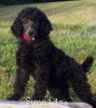 A photo of X. Firefly Of Sunridge, a blue standard poodle