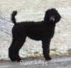 A photo of X. Firefly Of Sunridge, a blue standard poodle