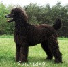 A photo of X. Firefly Of Sunridge, a blue standard poodle