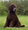 A photo of X. Firefly Of Sunridge, a blue standard poodle