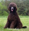 A photo of X. Firefly Of Sunridge, a blue standard poodle