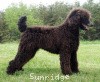 A photo of X. Firefly Of Sunridge, a blue standard poodle