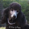 A picture of X. Firefly Of Sunridge, a blue standard poodle