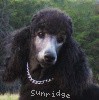 A photo of X. Firefly Of Sunridge, a blue standard poodle