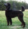 A photo of X. Firefly Of Sunridge, a blue standard poodle