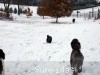 A photo of X. Firefly Of Sunridge, a blue standard poodle