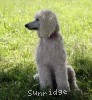 A photo of Sunridge Exquisitely Elegant Lilly, a white standard poodle