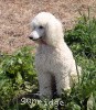 A photo of Sunridge Exquisitely Elegant Lilly, a white standard poodle