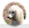 A photo of Sunridge Exquisitely Elegant Lilly, a white standard poodle