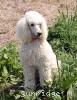 A photo of Sunridge Exquisitely Elegant Lilly, a white standard poodle