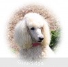 A photo of Sunridge Exquisitely Elegant Lilly, a white standard poodle