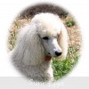 A photo of Sunridge Exquisitely Elegant Lilly, a white standard poodle