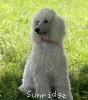 A photo of Sunridge Exquisitely Elegant Lilly, a white standard poodle