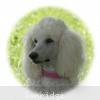 A photo of Sunridge Exquisitely Elegant Lilly, a white standard poodle