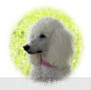 A photo of Sunridge Exquisitely Elegant Lilly, a white standard poodle