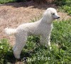 A photo of Sunridge Exquisitely Elegant Lilly, a white standard poodle