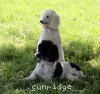 A picture of Sunridge Exquisitely Elegant Lilly, a white standard poodle