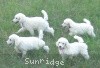 A photo of Sunridge Exquisitely Elegant Lilly, a white standard poodle