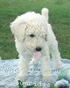 A photo of Sunridge Exquisitely Elegant Lilly, a white standard poodle