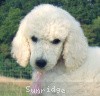 A photo of Sunridge Exquisitely Elegant Lilly, a white standard poodle