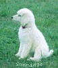 A photo of Sunridge Exquisitely Elegant Lilly, a white standard poodle