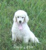 A photo of Sunridge Exquisitely Elegant Lilly, a white standard poodle